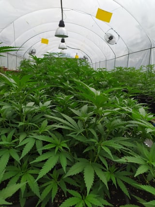packaging cannabis
