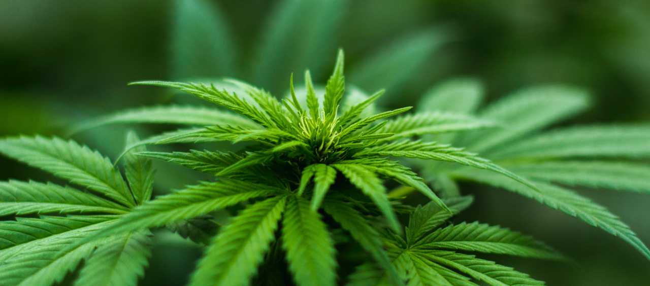 Digitaldrucks für CBD-Verpackungen